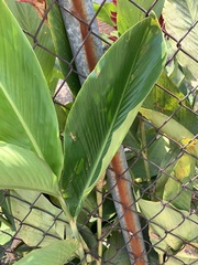 Alpinia purpurata