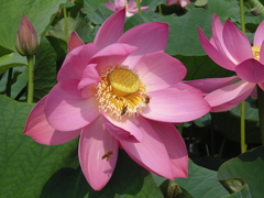 Nelumbo nucifera