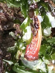 Styela montereyensis