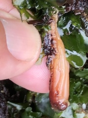 Styela montereyensis