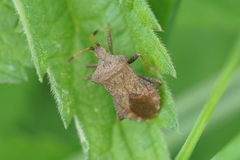 Coreus marginatus
