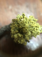 Vulpicida canadensis