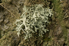 Evernia prunastri