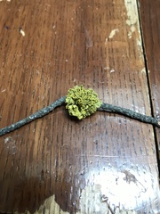 Vulpicida canadensis