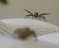 Plexippus paykulli