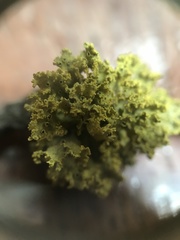 Vulpicida canadensis