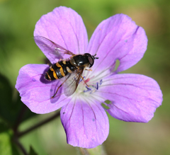 Megasyrphus erraticus