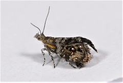 Tebenna gnaphaliella