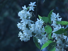 Alniphyllum pterospermum