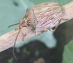 Antiteuchus macraspis