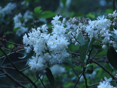 Alniphyllum pterospermum
