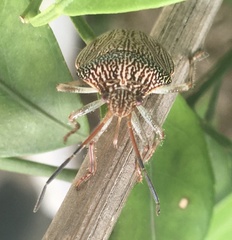 Antiteuchus macraspis