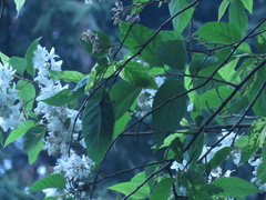 Alniphyllum pterospermum