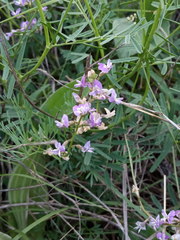 Astragalus austriacus