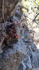 Graptopetalum sinaloensis