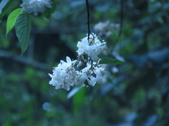 Alniphyllum pterospermum