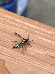 Hoplisoides semipunctatus