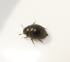 Simplocaria