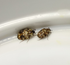 Anthrenus picturatus