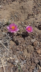 Micropuntia pulchella
