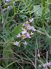 Astragalus austriacus
