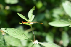 Agriocnemis pieris