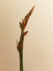 Carex communis