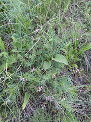 Astragalus austriacus