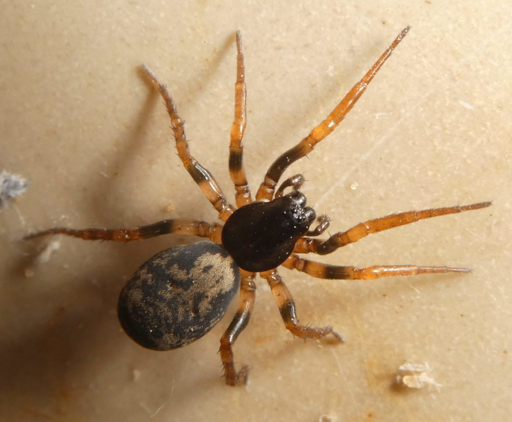 Arctosa dissonans