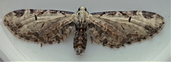 Eupithecia ravocostaliata