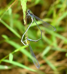 Pseudagrion indicum