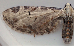 Eupithecia ravocostaliata