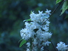 Alniphyllum pterospermum