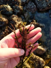 Vertebrata lanosa