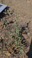 Chenopodium incanum