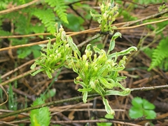 Aralia hispida