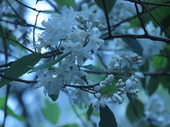 Alniphyllum pterospermum