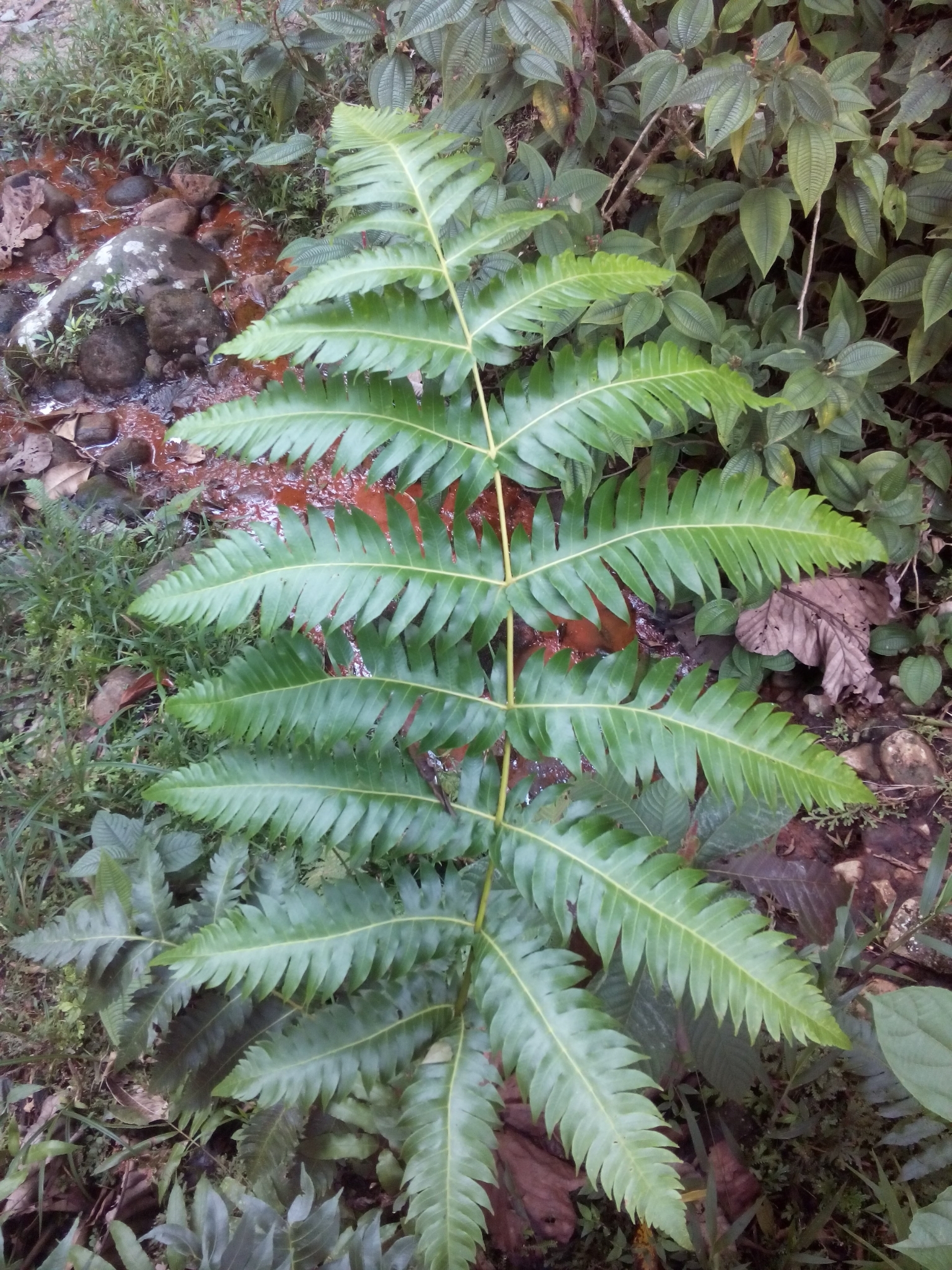 Cyathea mutica