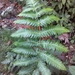 Cyathea mutica - Photo (c) gabriel_moulatlet, some rights reserved (CC BY-NC-ND), uploaded by gabriel_moulatlet