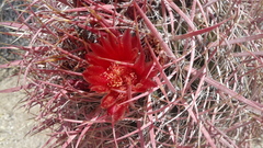 Ferocactus gracilis gracilis