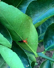 Acanthischium superbum