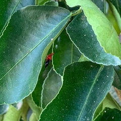 Acanthischium superbum