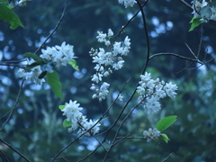 Alniphyllum pterospermum