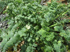 Gingidia grisea