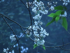 Alniphyllum pterospermum