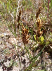 Carex arenaria