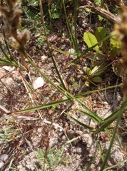 Carex arenaria