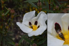 Otitinae