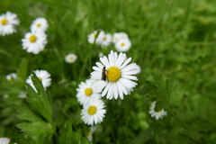 Cauchas rufimitrella