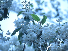 Alniphyllum pterospermum